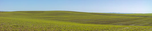 Serene Spring Fields Wall Mural