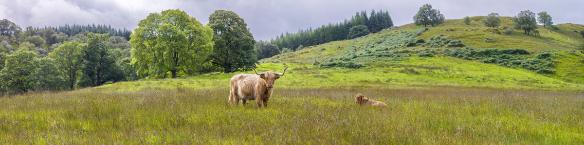 Scottish Pastoral Wall Mural in your room