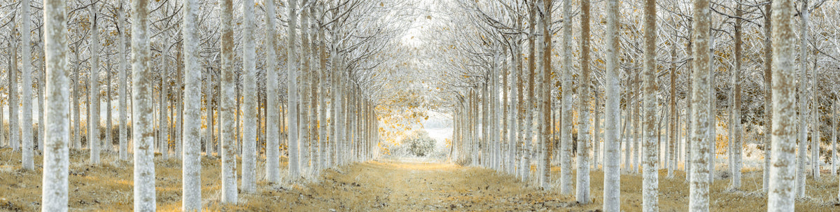 Perfectly Aligned Trees in Forest Wall Mural in your room