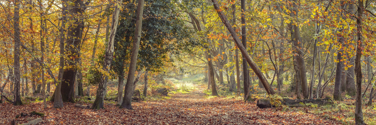 Peaceful Autumn Trail Wall Mural in your room — zoomed