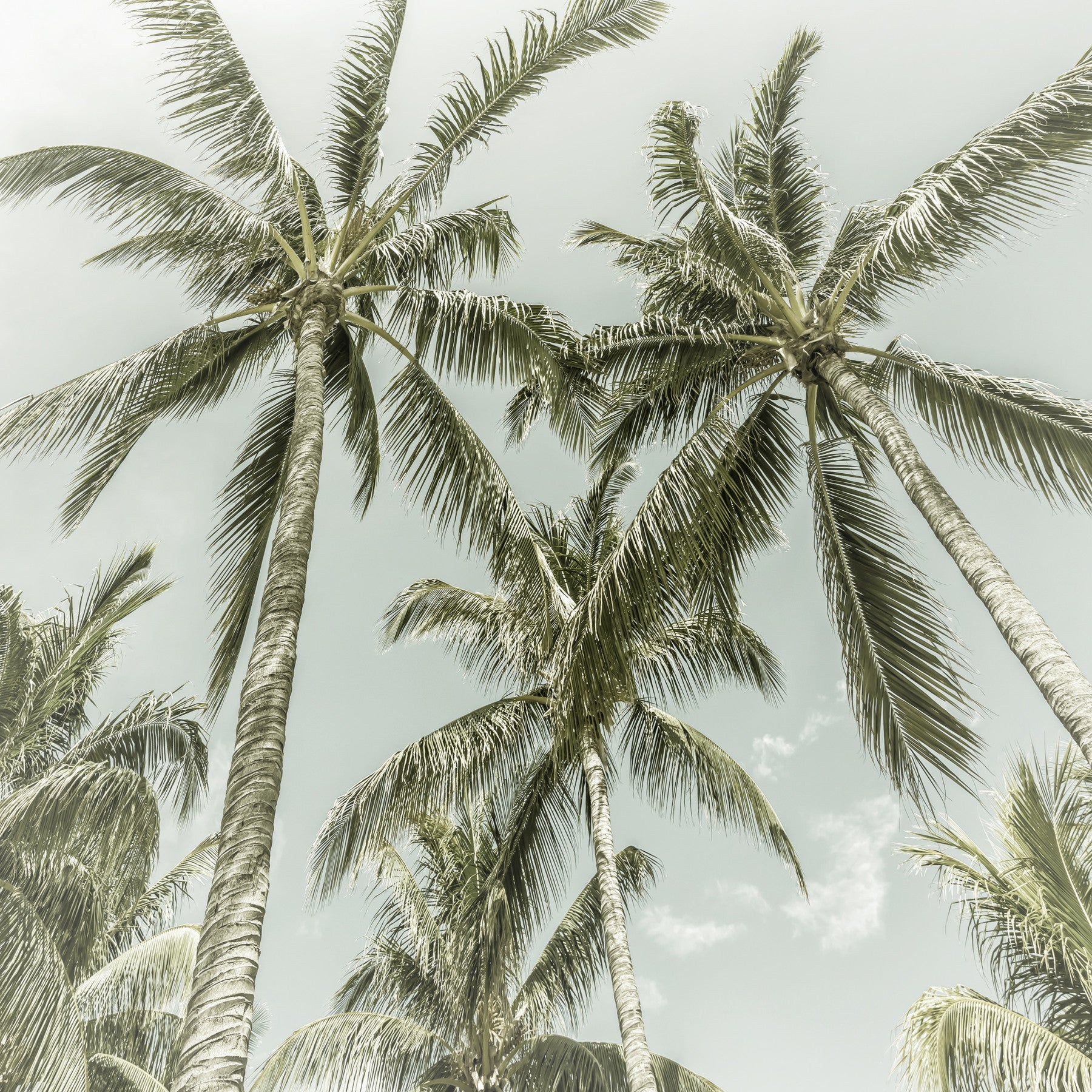 Lovely Palm Trees | Vintage Wall Mural in your room — zoomed