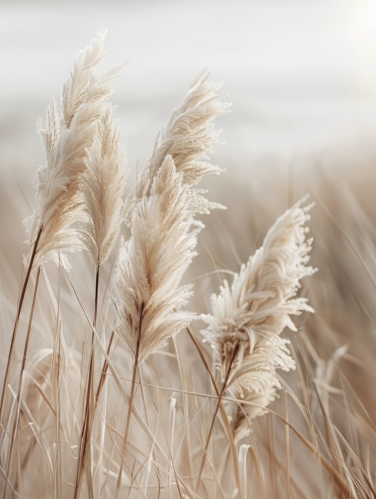 Pampas grass by the sea Wall Mural in your room