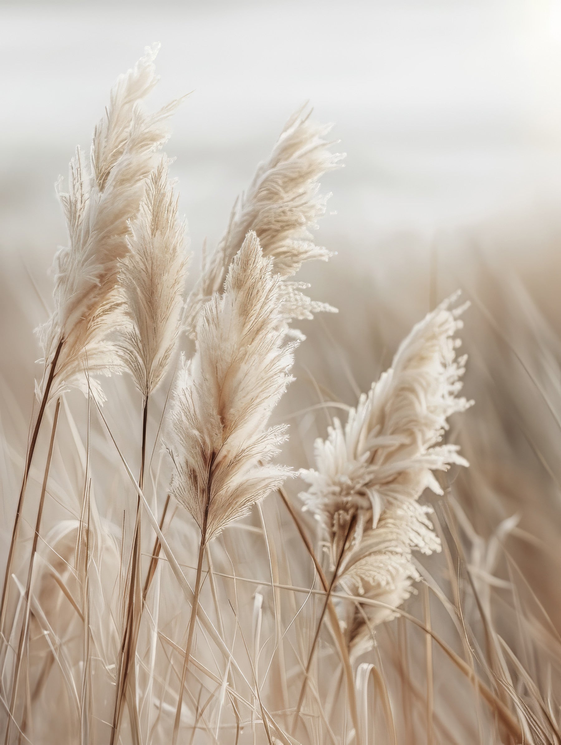 Pampas grass by the sea Wall Mural in your room — zoomed