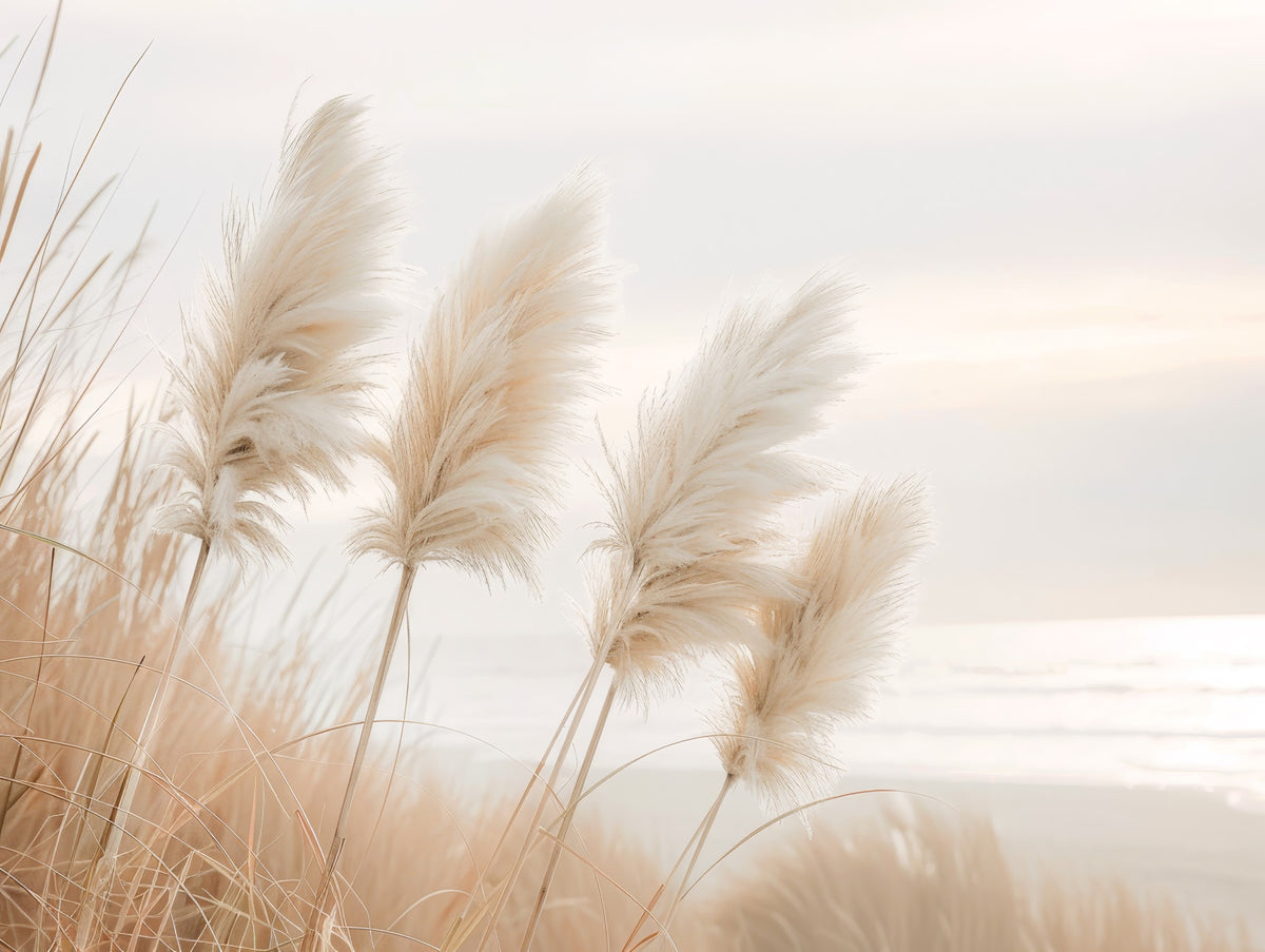 Poetry by the sea - Pampas grass in evening light Wall Mural in your room — zoomed