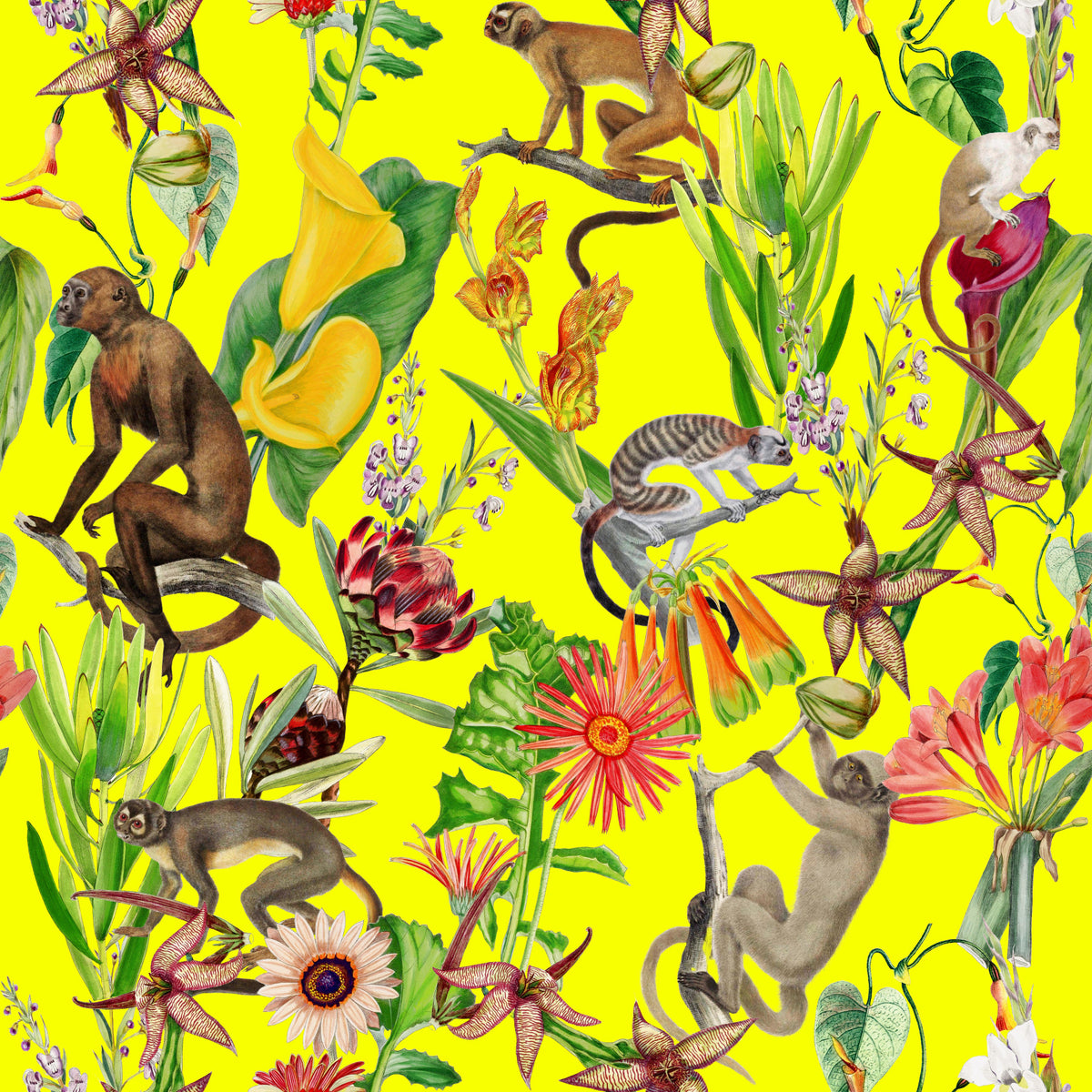 Hakuna Wallpaper⁠ in your room — zoomed