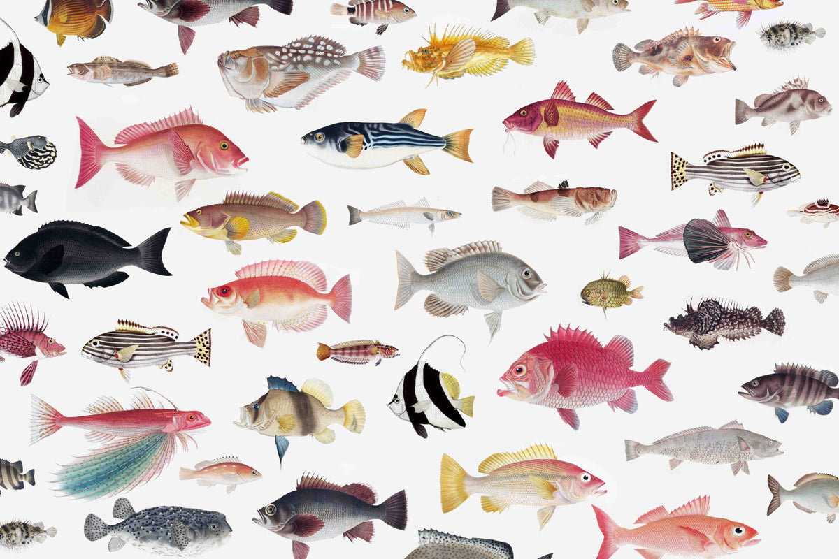 Acquarium Wallpaper⁠ in your room
