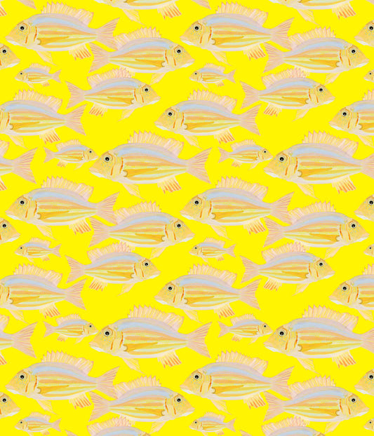 Fish Wallpaper⁠