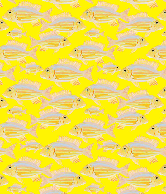 Fish Wallpaper⁠
