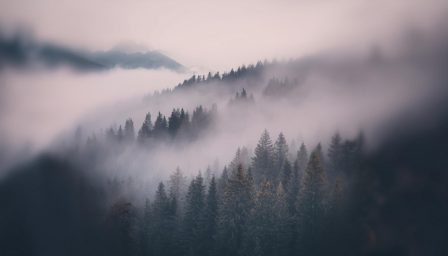 Whispers of the Misty Woods Wall Mural in your room — zoomed