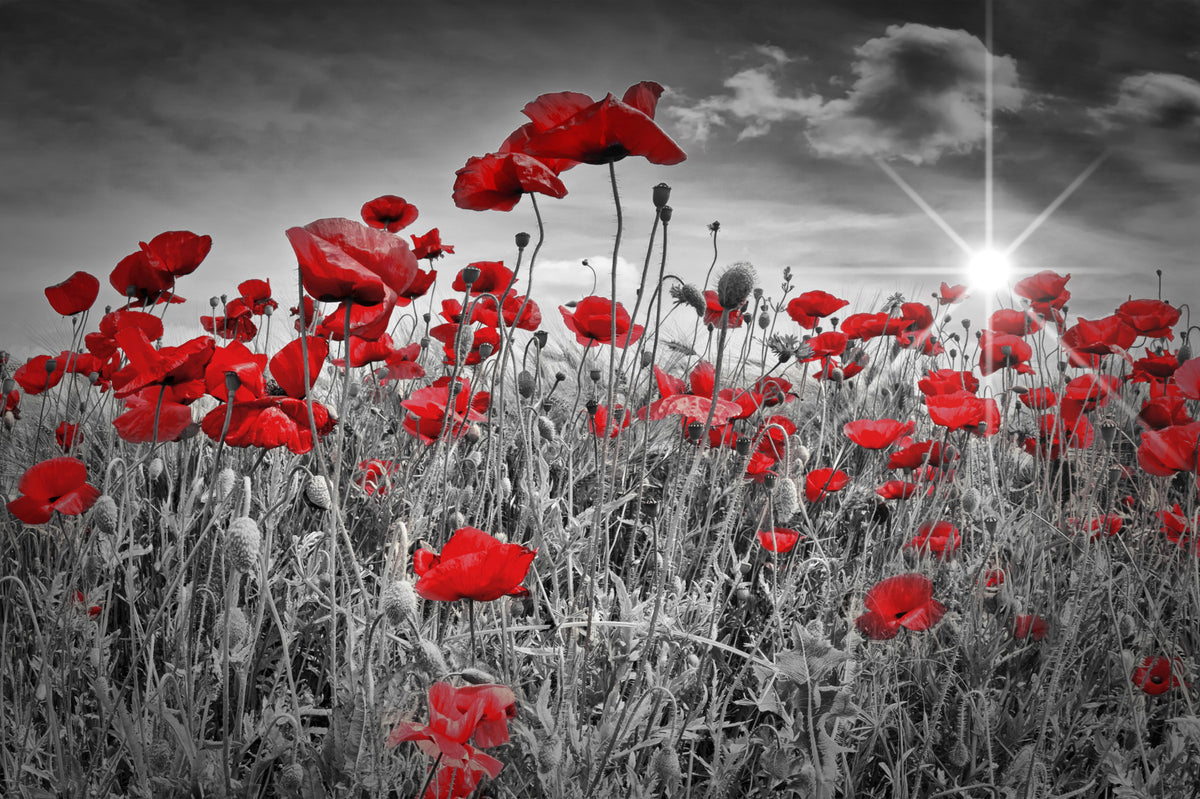 Idyllic Field of Poppies with Sun Wall Mural in your room