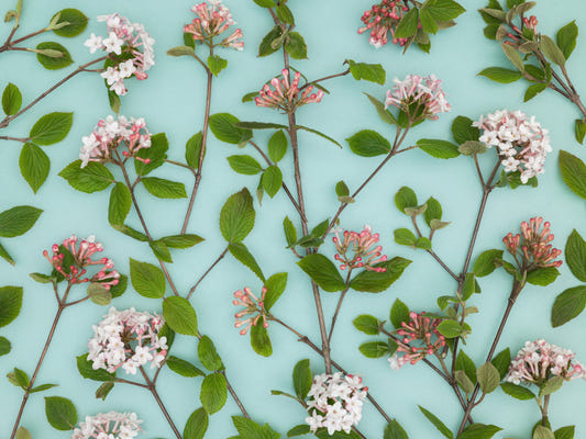 Viburnum Juddii Flowers Wall Mural