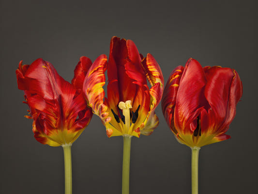 Three Rococo Tulips Wall Mural