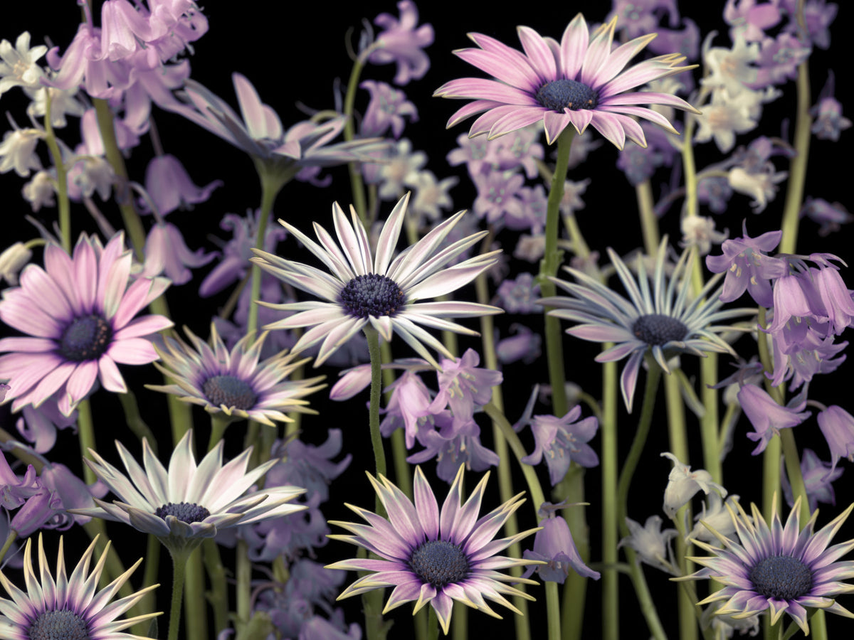 Meadow flowers Wall Mural in your room — zoomed