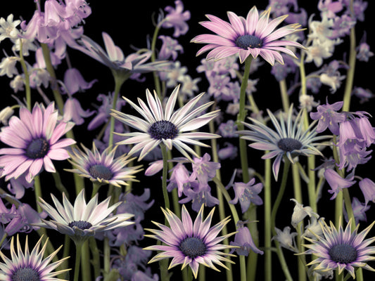 Meadow flowers Wall Mural