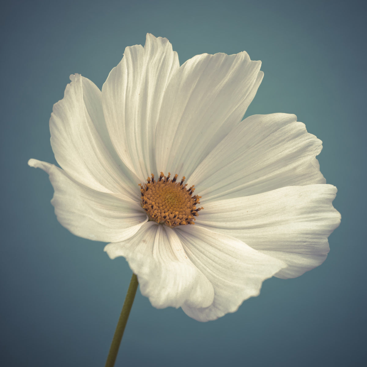 Cosmos Blooms Wall Mural in your room