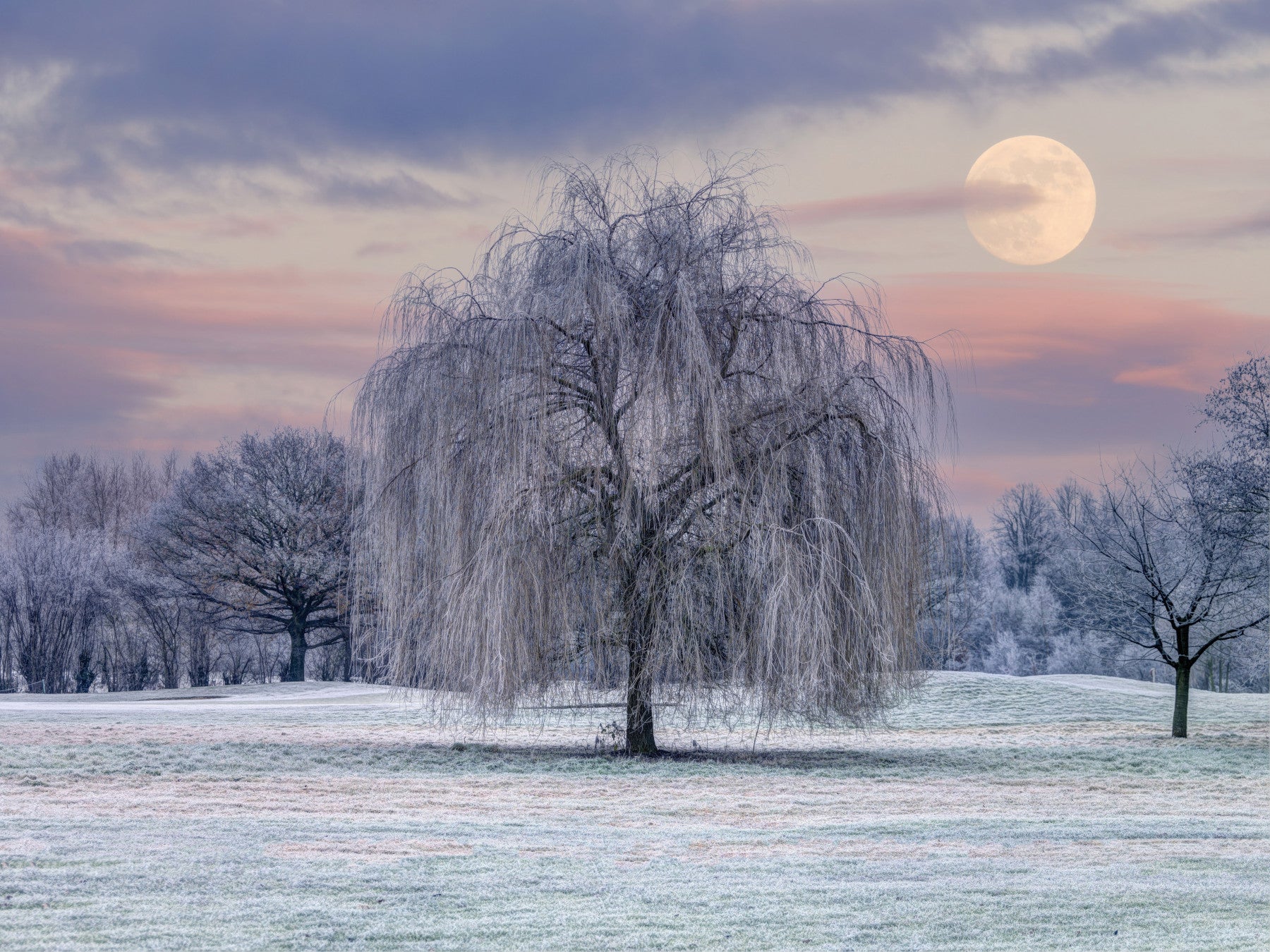 Frozen Dreams A Moonlit Meadow Wall Mural in your room — zoomed