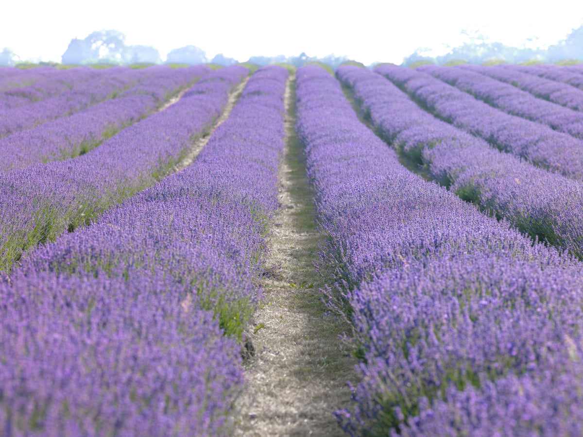 Lavender Dreams Wall Mural in your room — zoomed