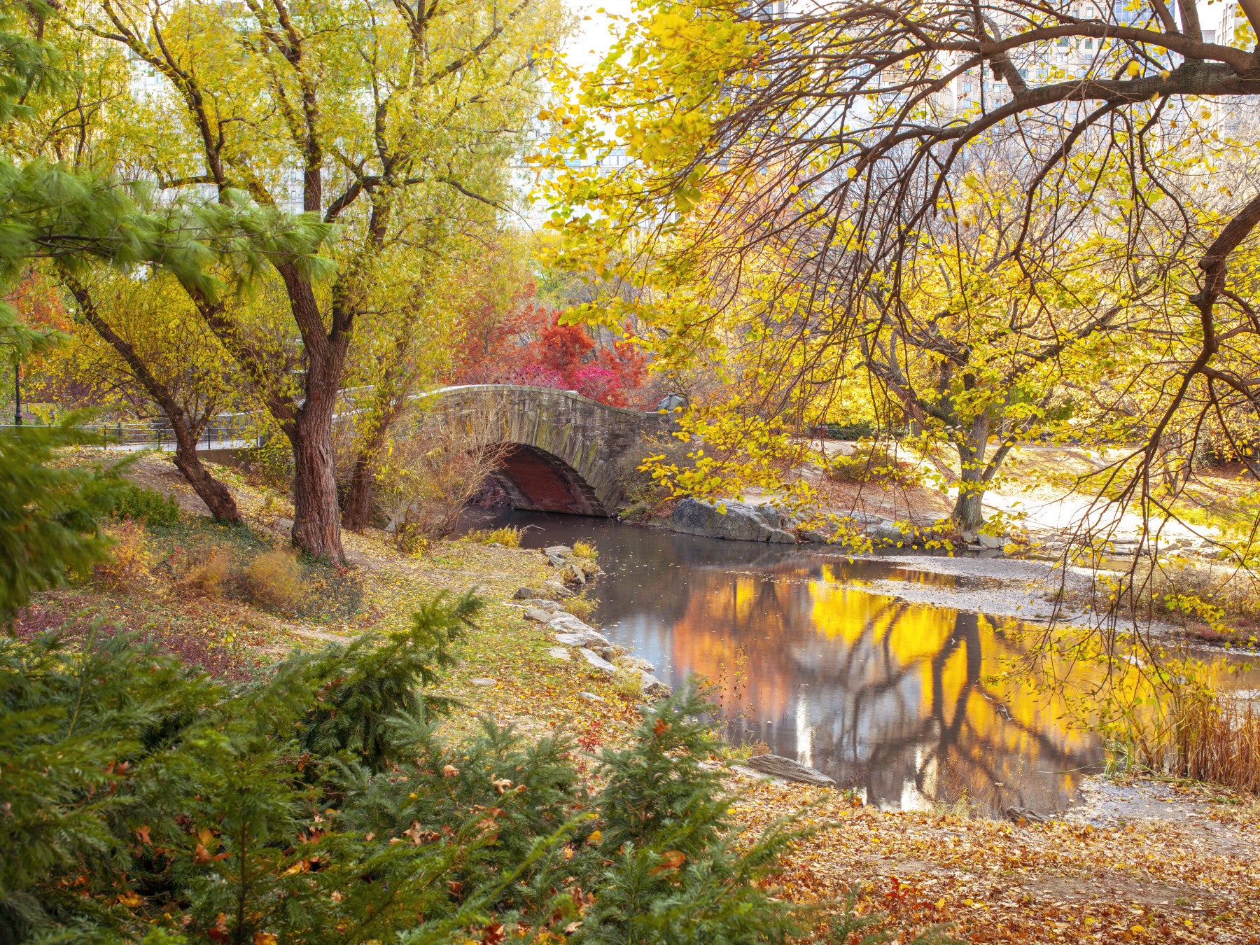 Autumnal Elegance Wall Mural in your room — zoomed