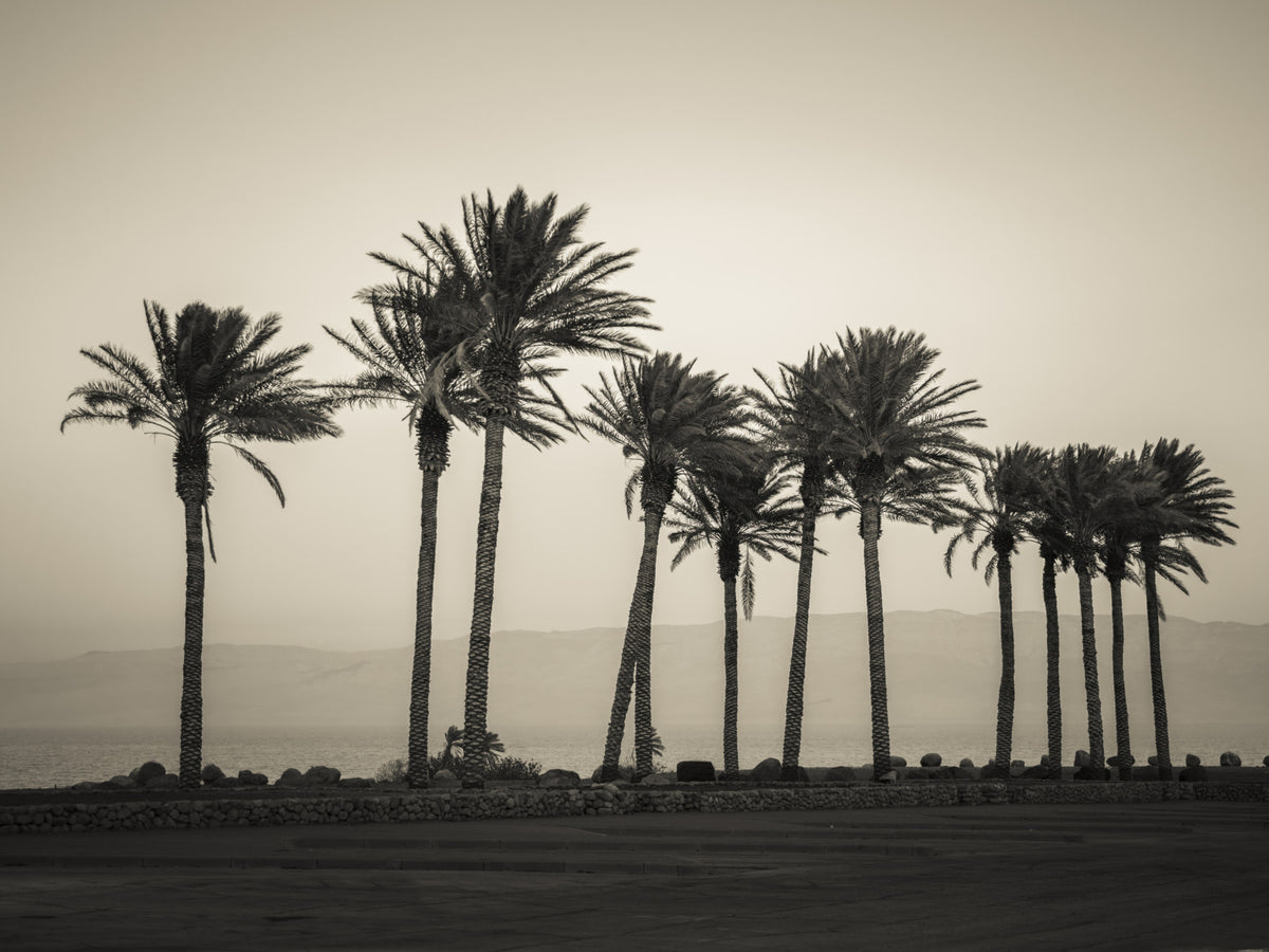 Palm Trees Embracing the Beach Wall Mural in your room — zoomed