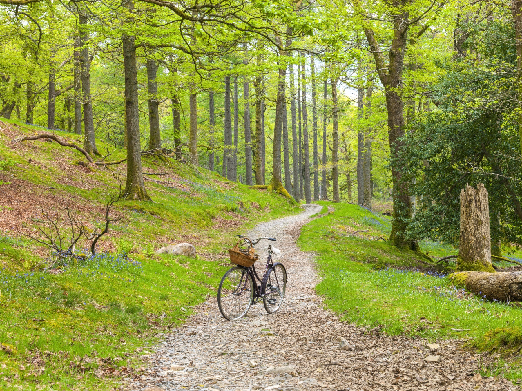 Winding cycle path surrounded by lush green trees

