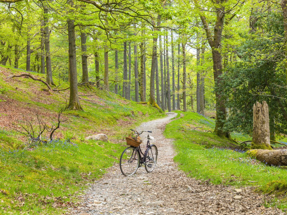 Woodland Cycle Path Wall Mural in your room