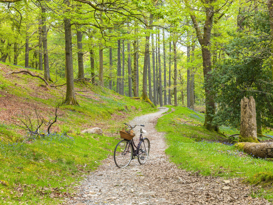 Woodland Cycle Path Wall Mural