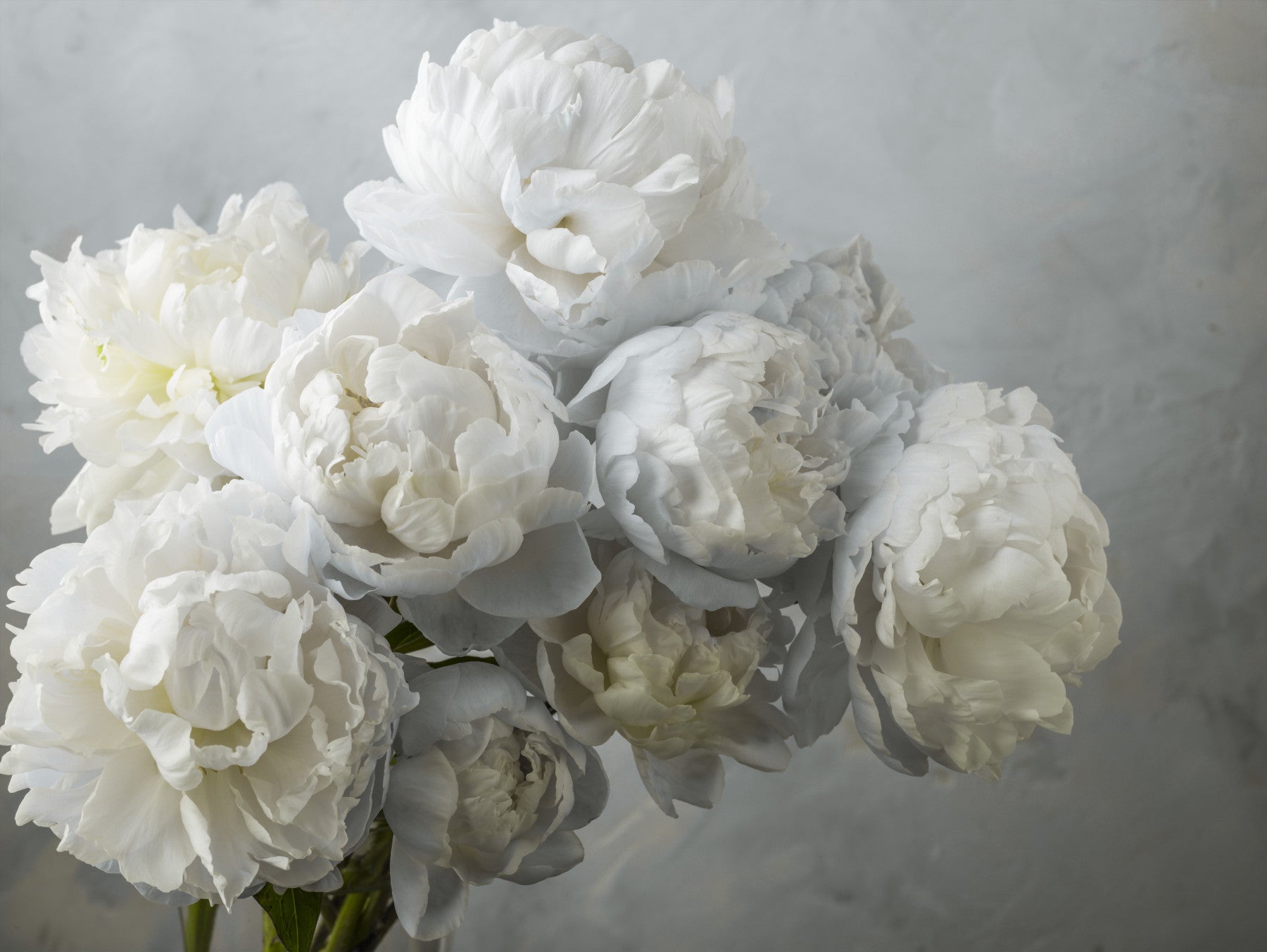 Bunch of Peonies Wall Mural