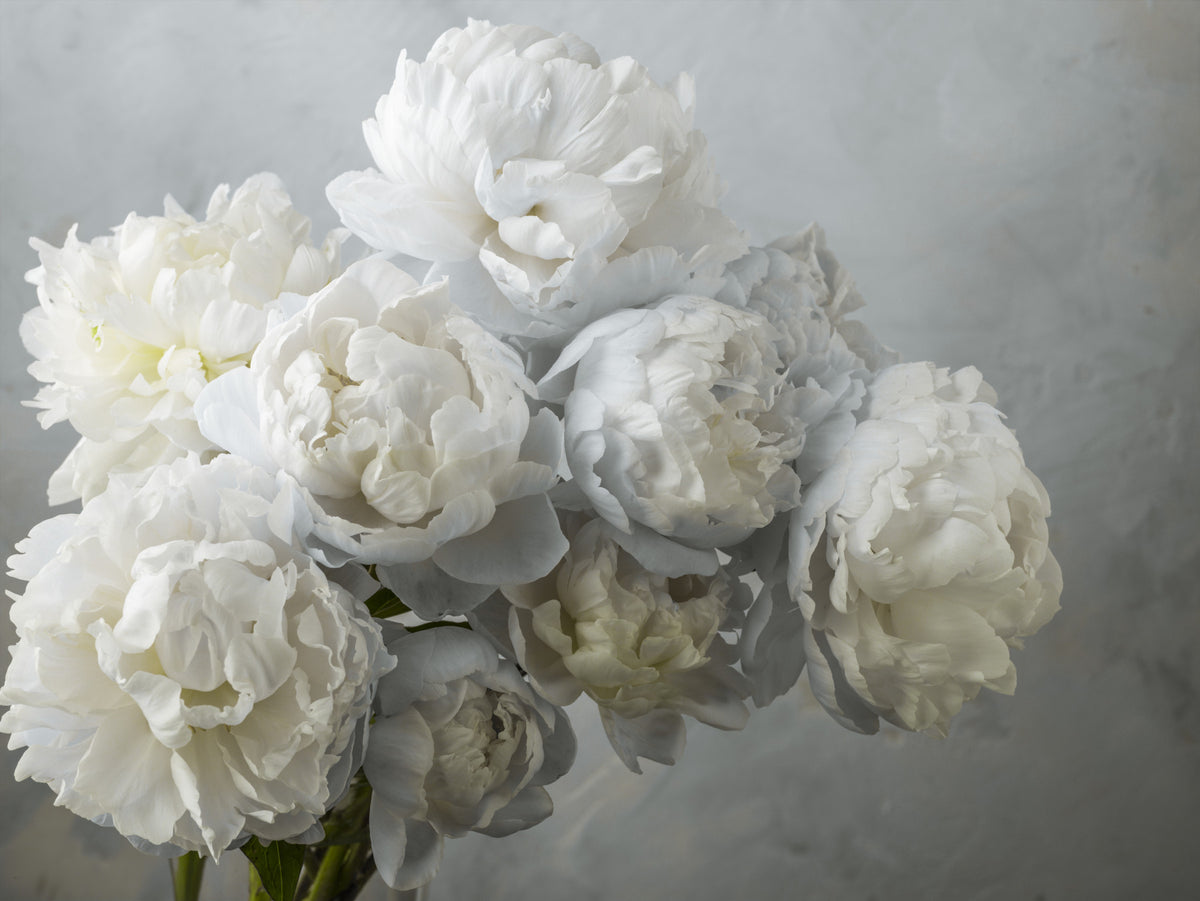 Bunch of Peonies Wall Mural in your room — zoomed