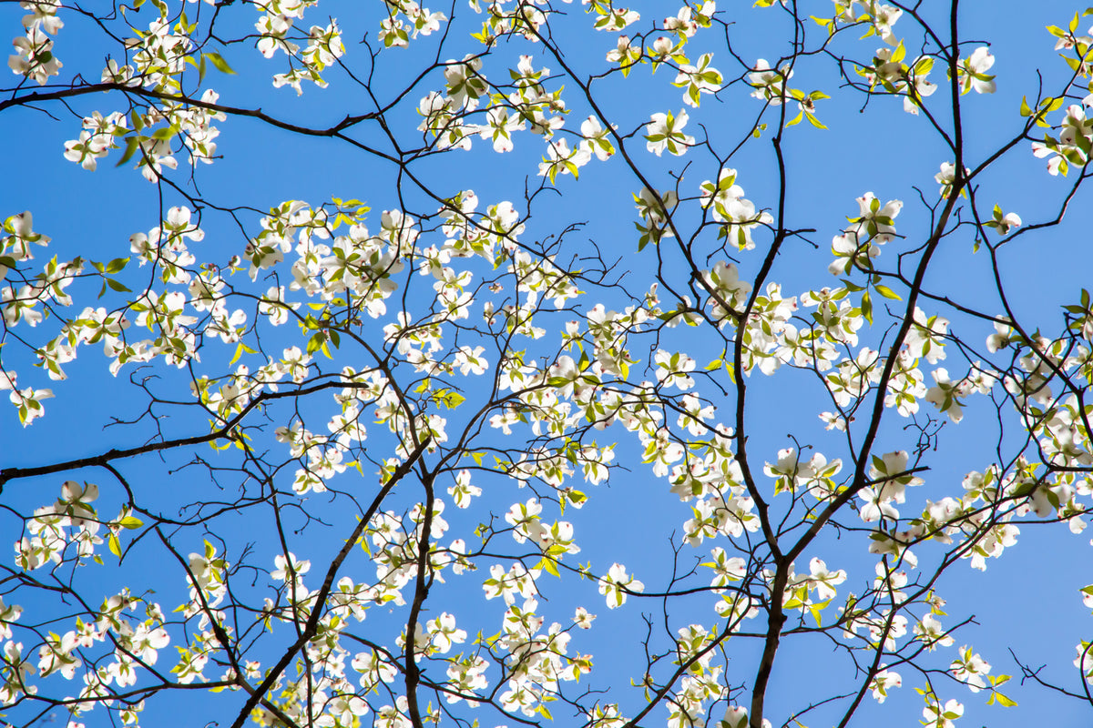 Dogwood Dream Floral Wall Mural in your room — zoomed