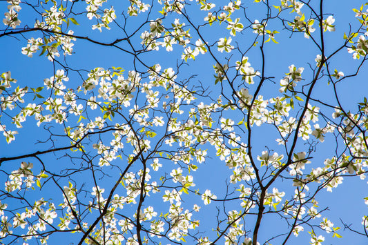 Dogwood Dream Floral Wall Mural