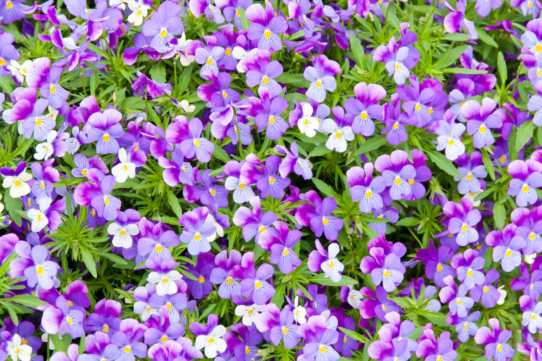 Pansy Bloom Purple Floral Wall Mural