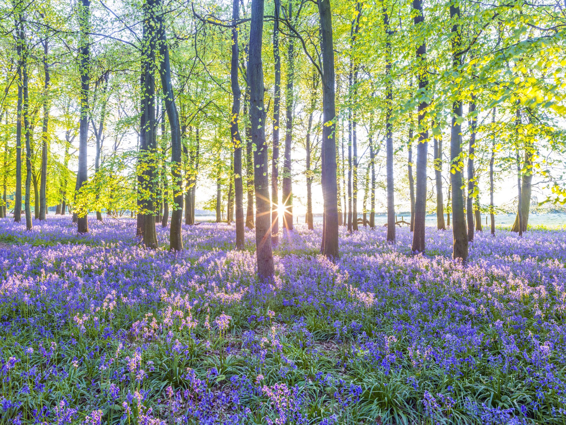 Vibrant purple-blue flowers in a woodland setting

