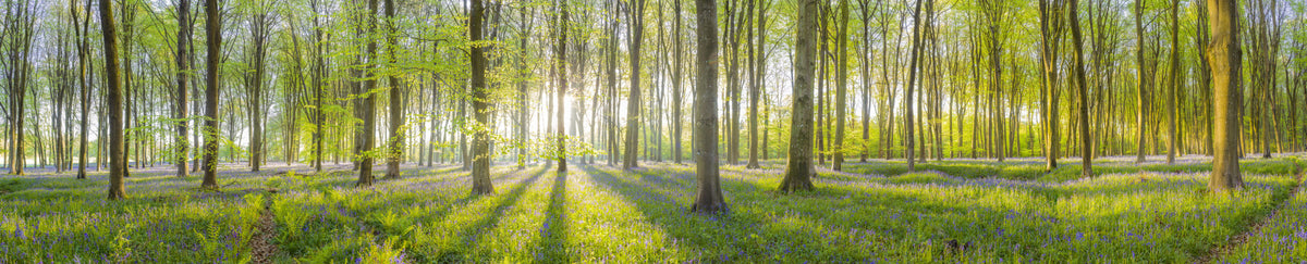 Forest Illuminated Wall Mural in your room