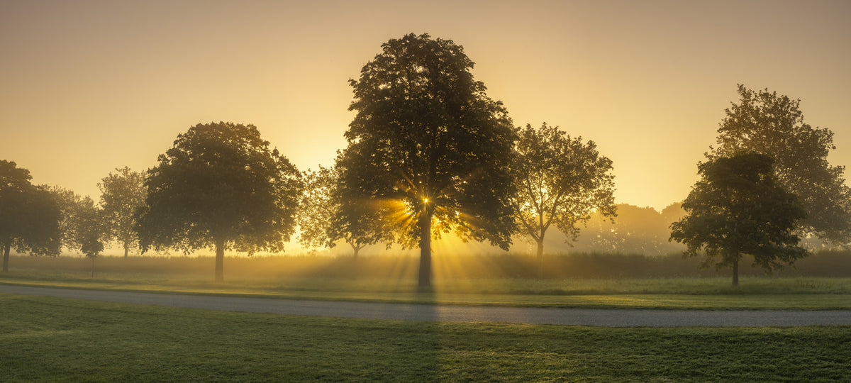 Morning Radiance Wall Mural in your room — zoomed