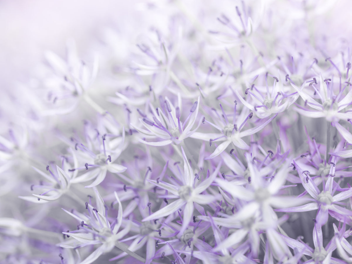Allium Flowers Wall Mural in your room