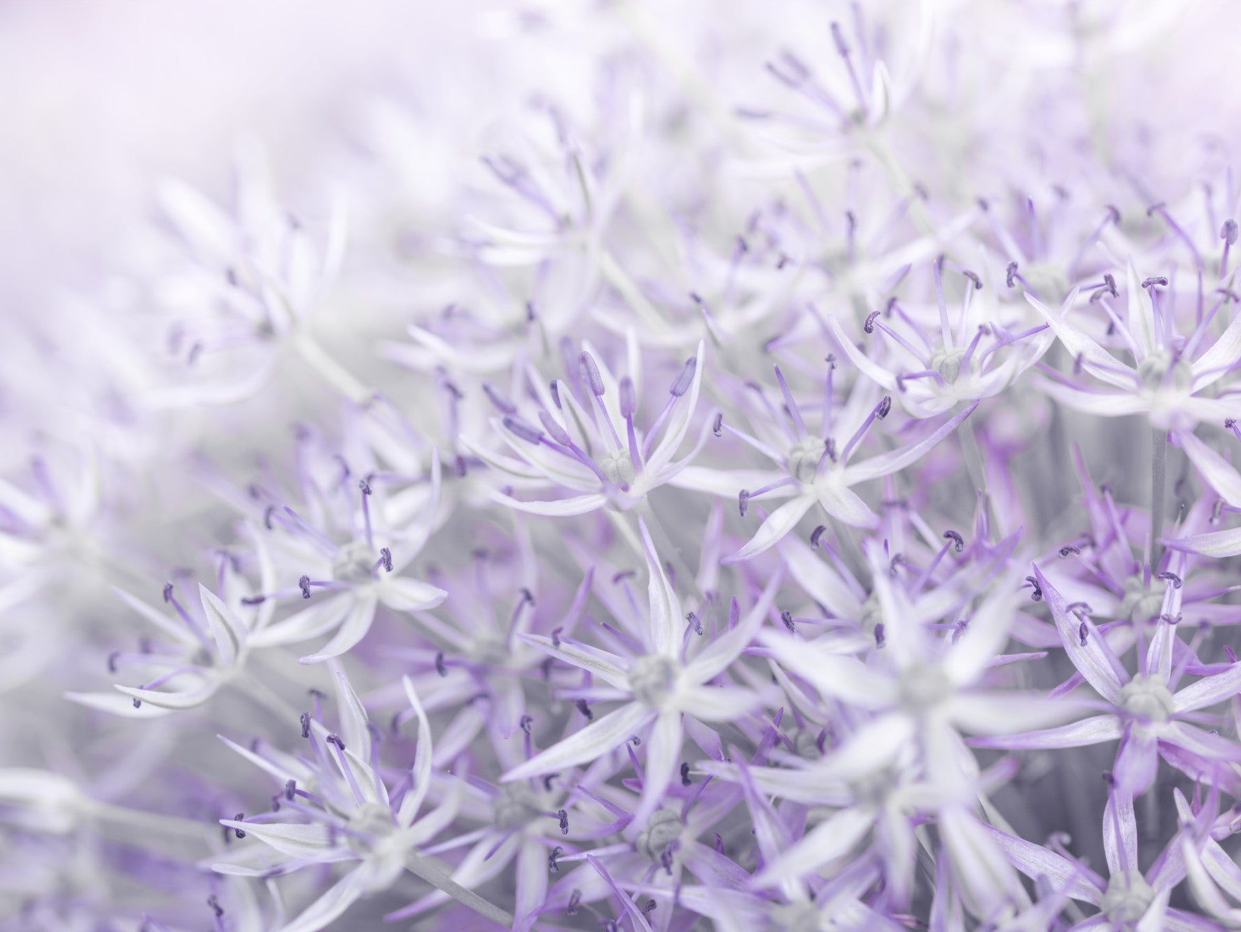 Allium Flowers Wall Mural