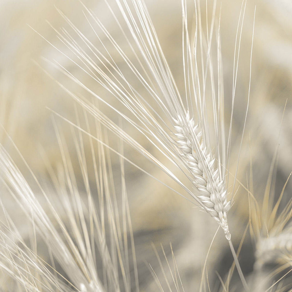Wheat Wonders Wall Mural in your room — zoomed