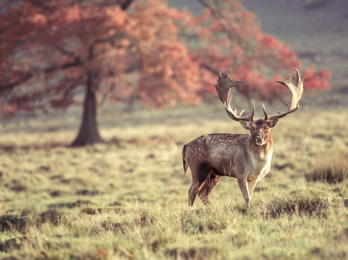Stag Roaming Free Wall Mural in your room