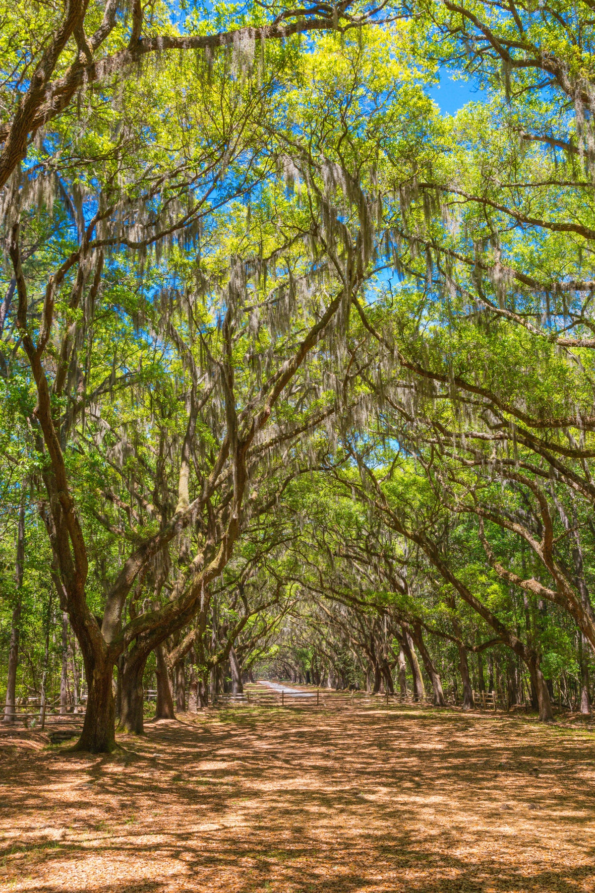 Oak Avenue Canopy Wall Mural in your room — zoomed