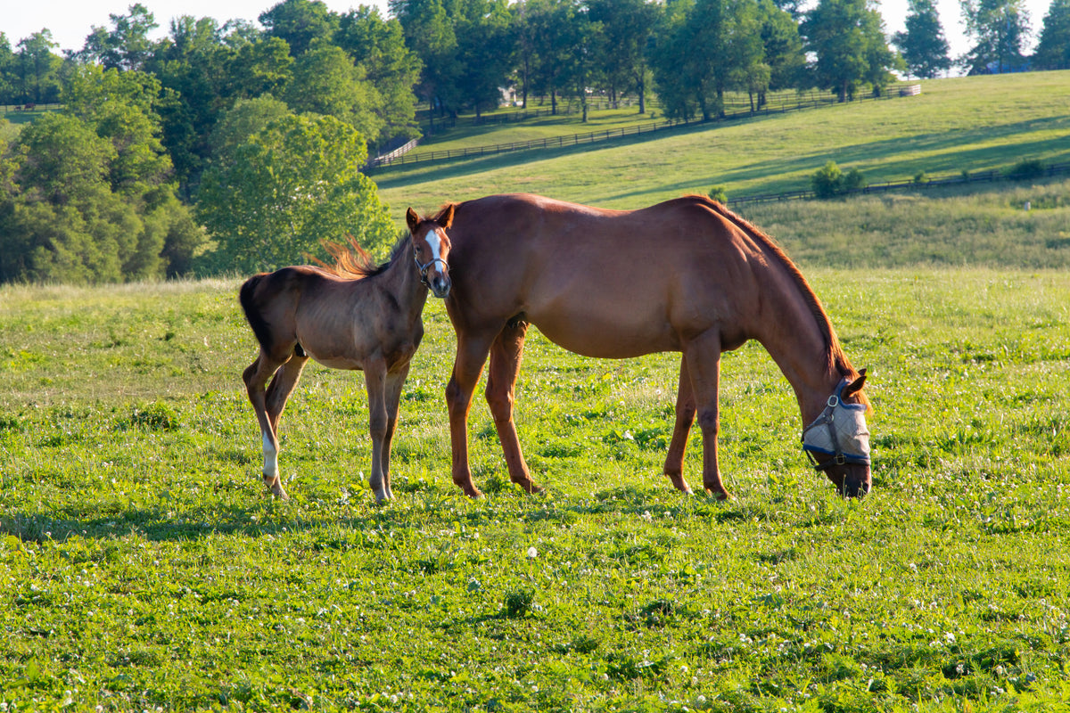 Pastoral Equine Duo Wall Mural in your room — zoomed