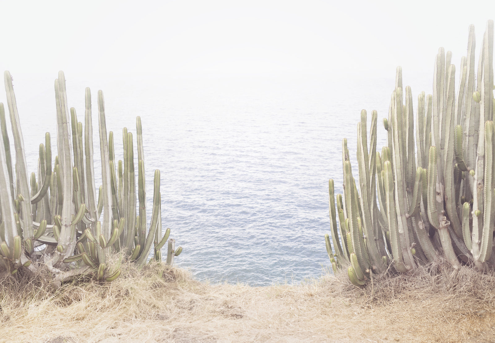 Coastal Cactus  Wall Mural in your room