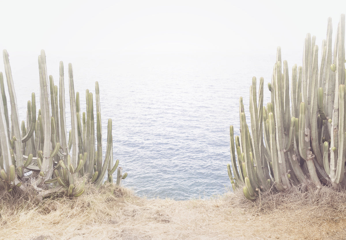Coastal Cactus  Wall Mural in your room — zoomed