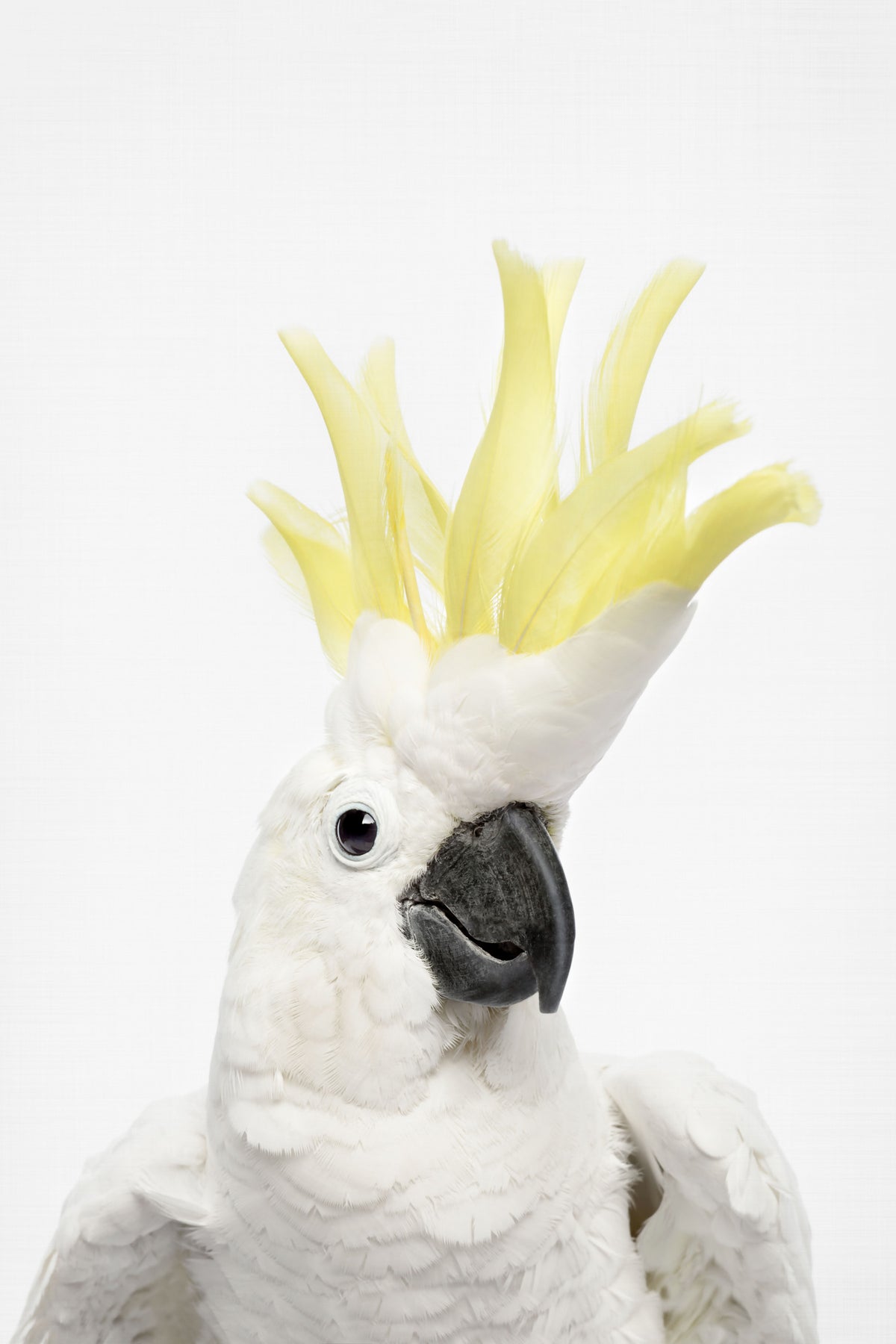Cockatoo Wall Mural in your room — zoomed