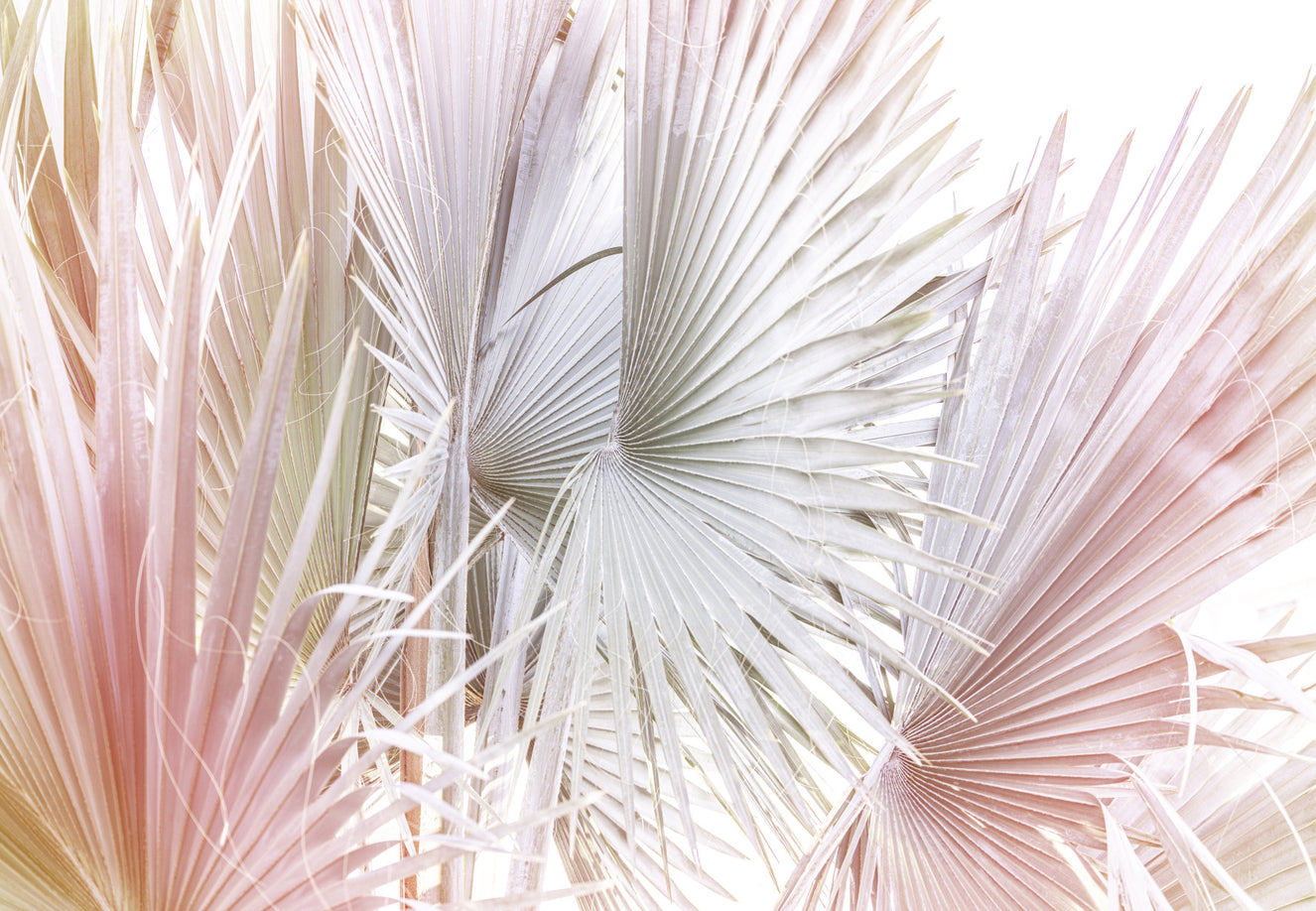 Silver Fan Palm Wall Mural