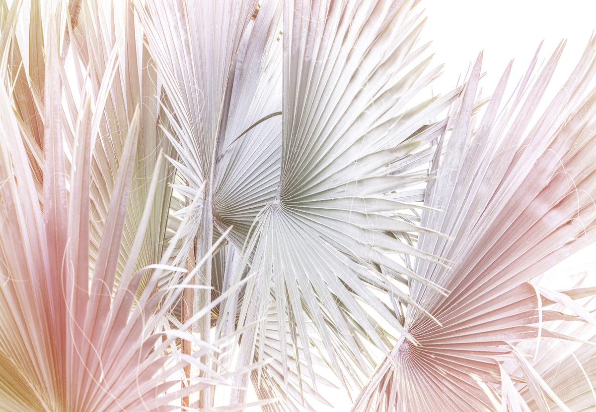 Silver Fan Palm Wall Mural in your room