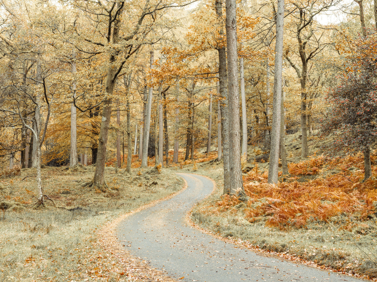 Road Through Forest Wall Mural in your room — zoomed