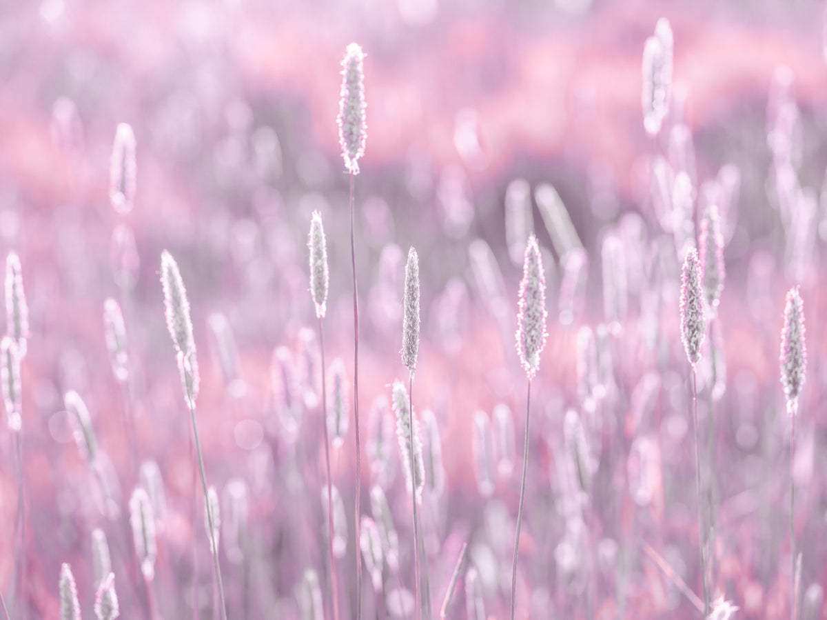 Pink Meadow Wall Mural in your room — zoomed