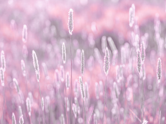 Pink Meadow Wall Mural