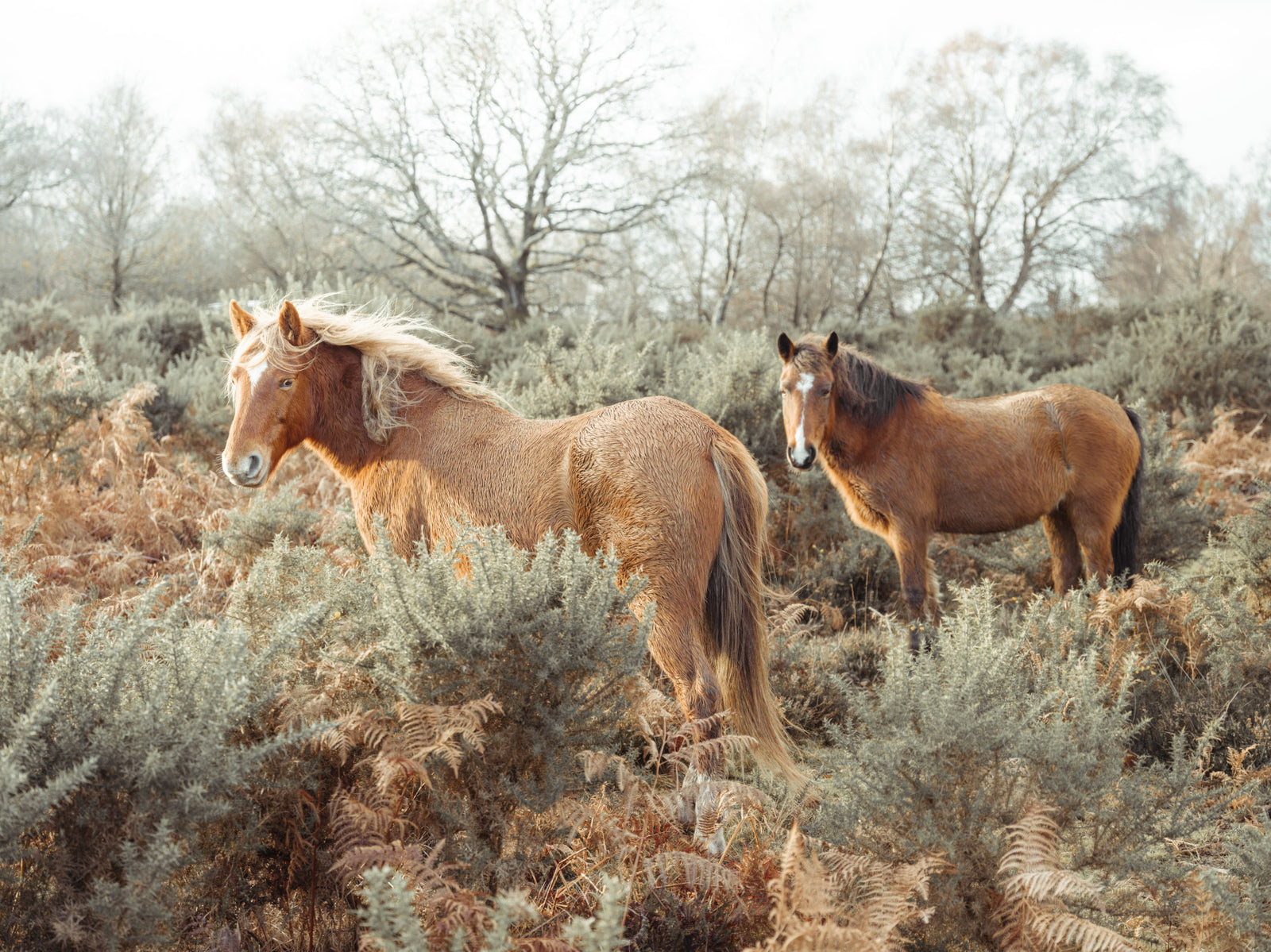 Wild Horses Wall Mural