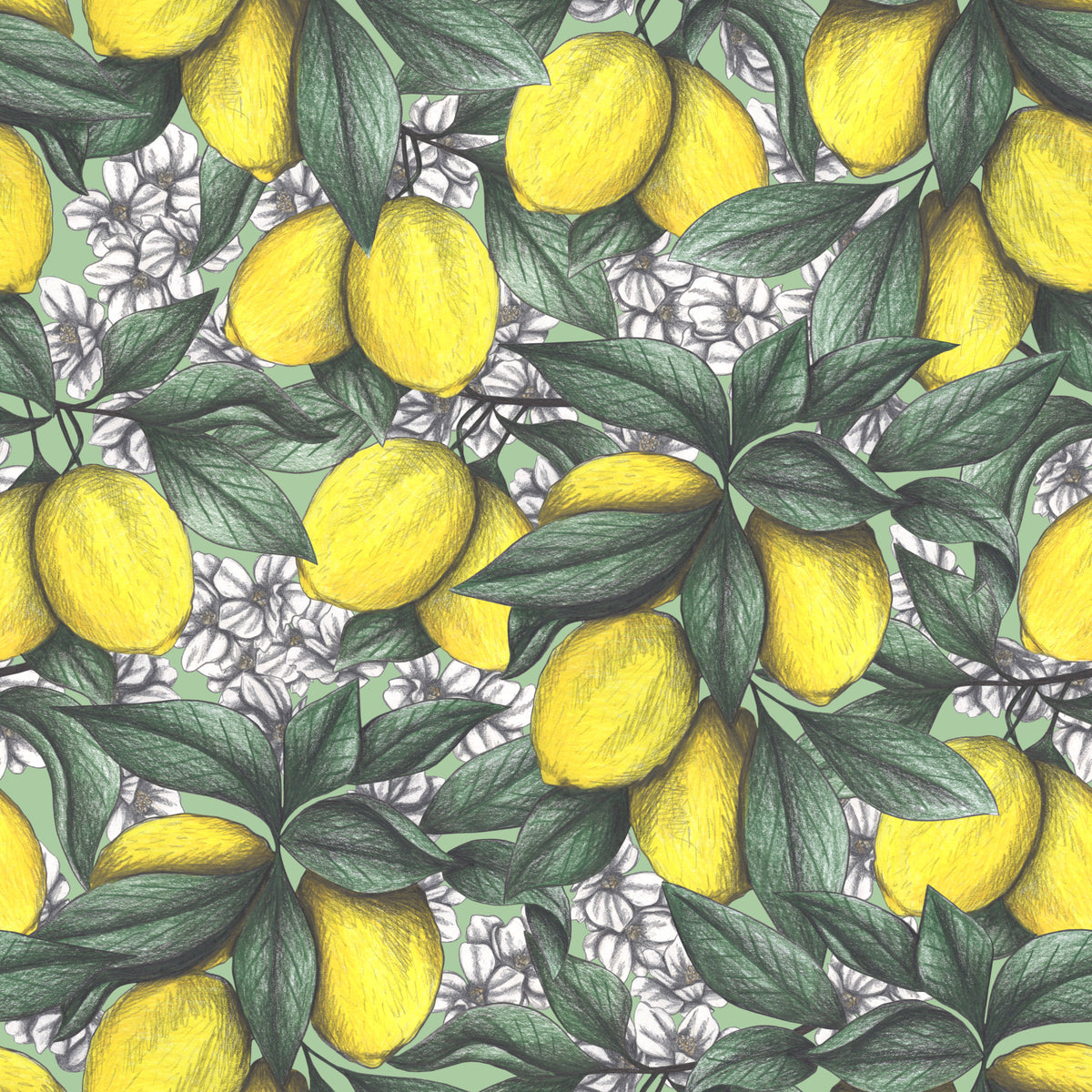 Under the Lemon Tree Wallpaper⁠ in your room